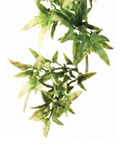 Растение для террариума Exo Terra Jungle Plants кротон, 40 х 10 см