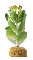 Растение для террариума Exo Terra Jungle Plants кактус-негодница