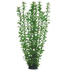 Растение Людвигия зеленая, 500мм
